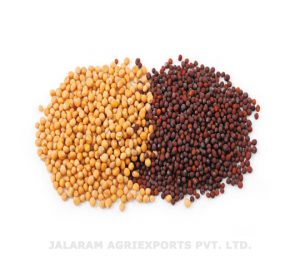 Mustard Seeds – Jalaram Agriexports Ltd.